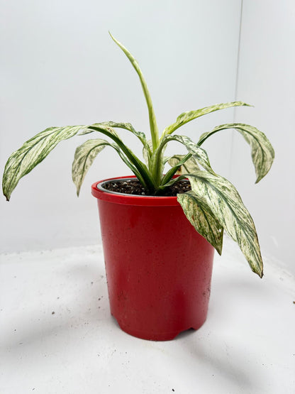 Spathiphyllum Sensation Variegata – Premium Variegated 130mm