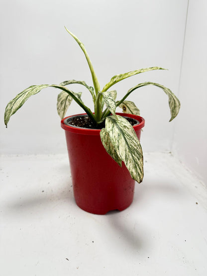 Spathiphyllum Sensation Variegata – Premium Variegated 130mm