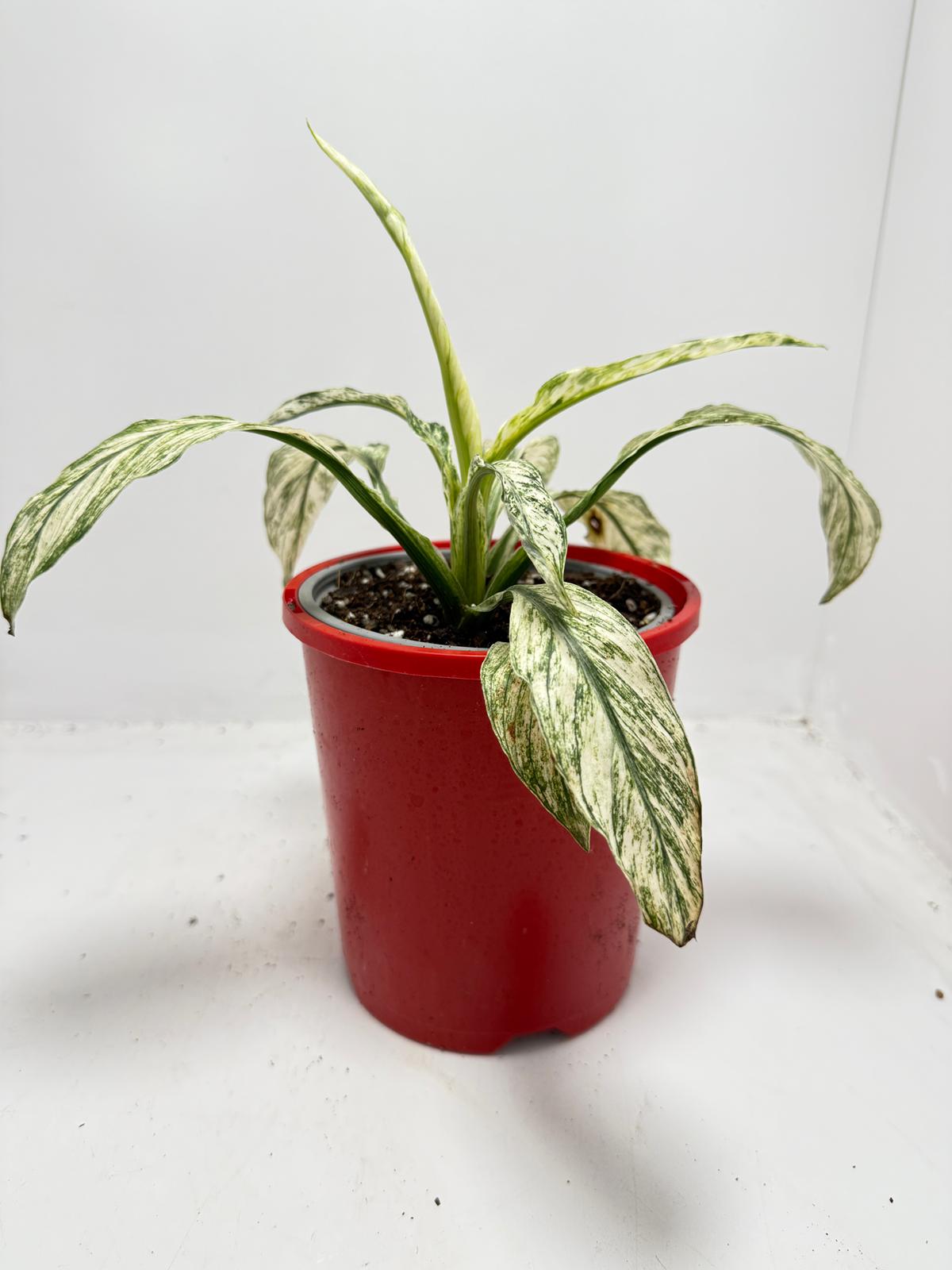 Spathiphyllum Sensation Variegata – Premium Variegated 130mm