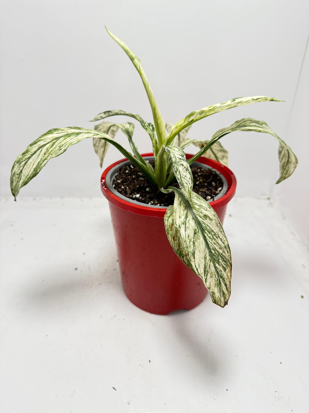 Spathiphyllum Sensation Variegata – Premium Variegated 130mm