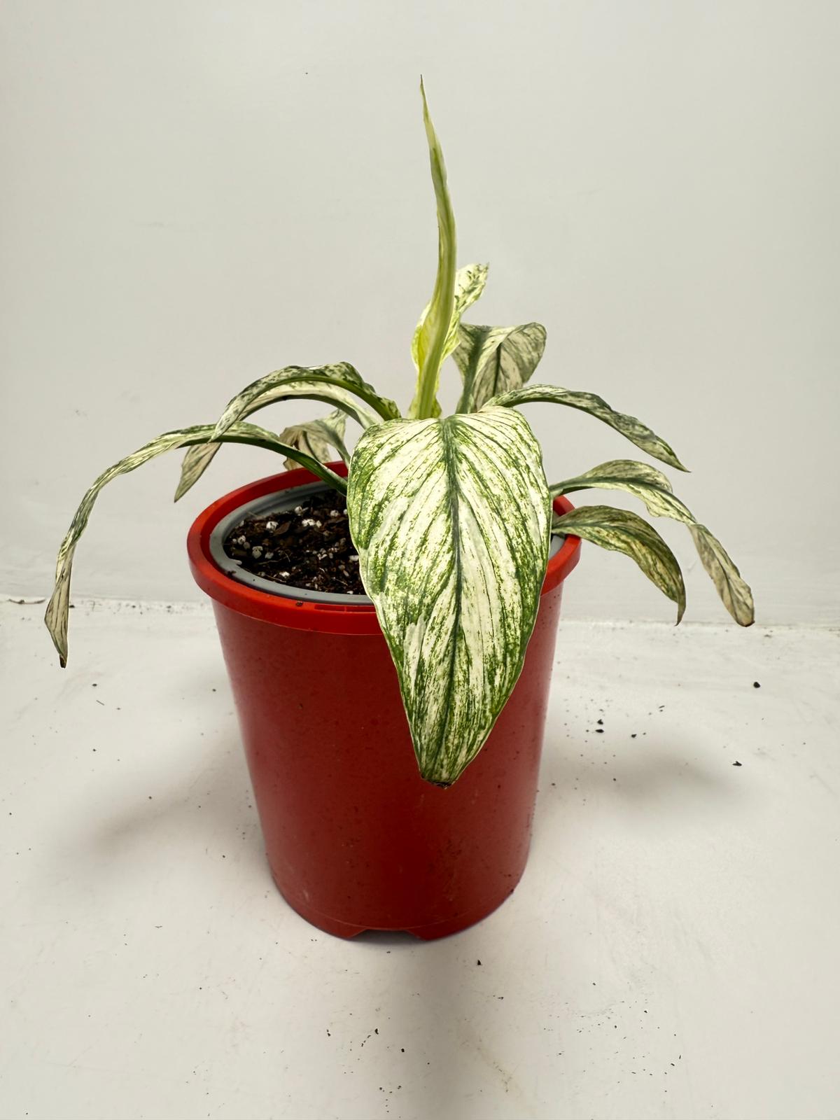 Spathiphyllum Sensation Variegata – Premium Variegated 130mm