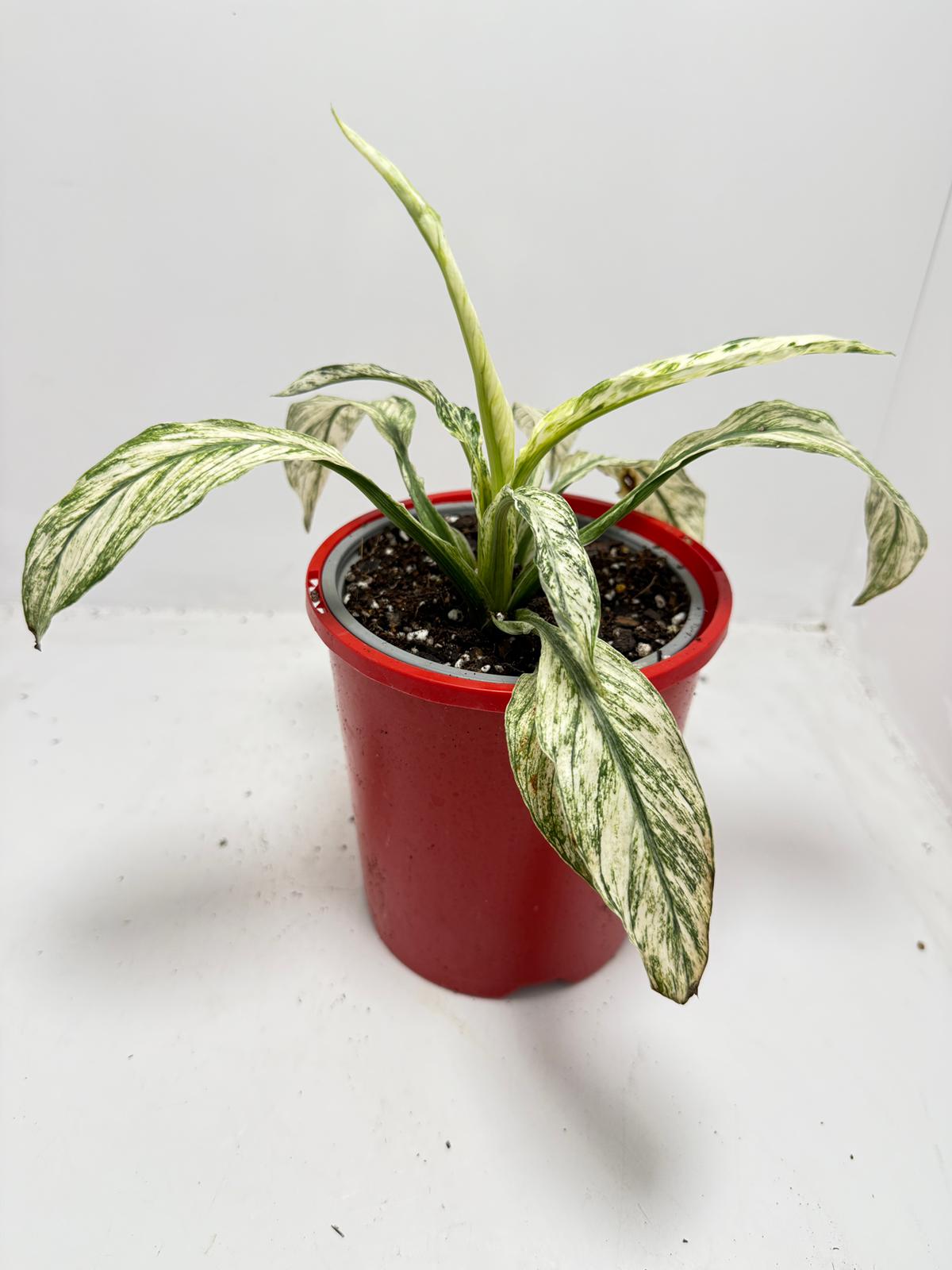 Spathiphyllum Sensation Variegata – Premium Variegated 130mm