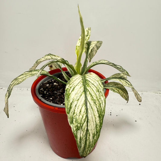 Sensation Variegata – Premium Variegated 130mm