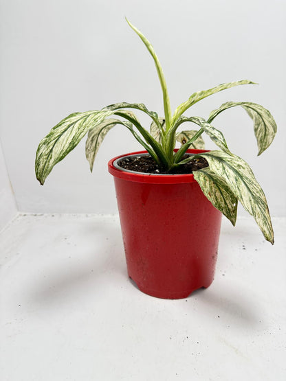Spathiphyllum Sensation Variegata – Premium Variegated 130mm