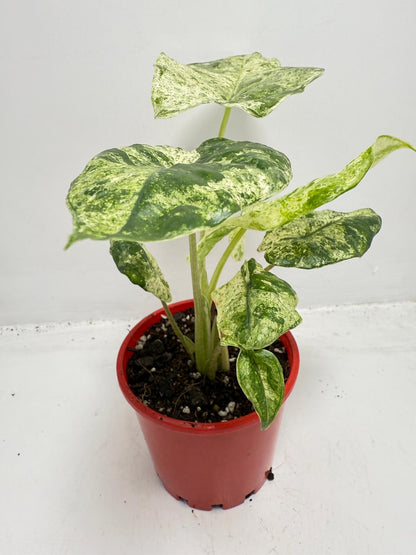 Alocasia Batik Variegated - 100mm