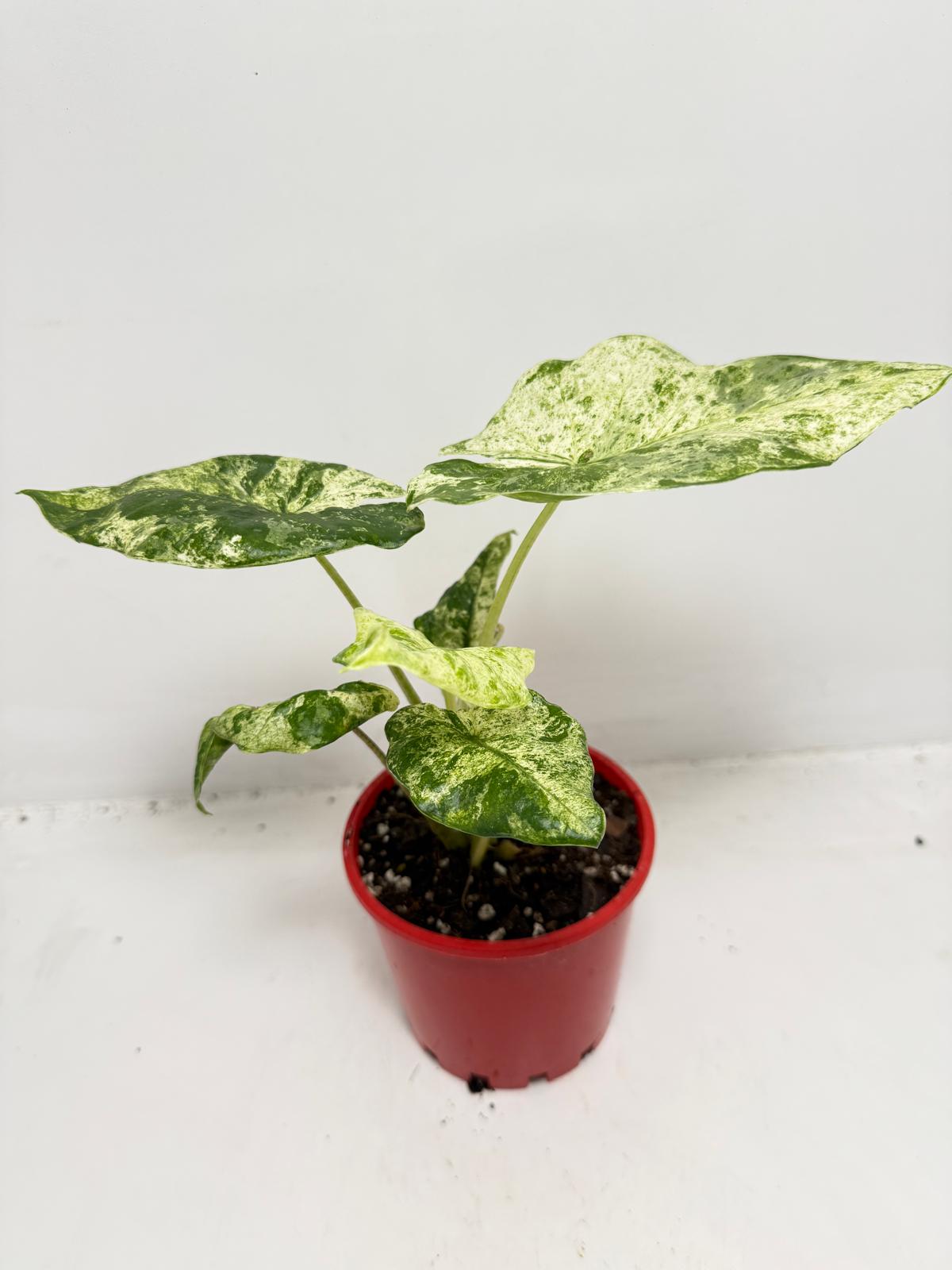 Alocasia Batik Variegated - 100mm
