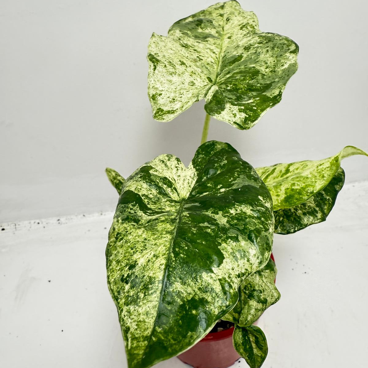 Alocasia Batik Variegated - 100mm