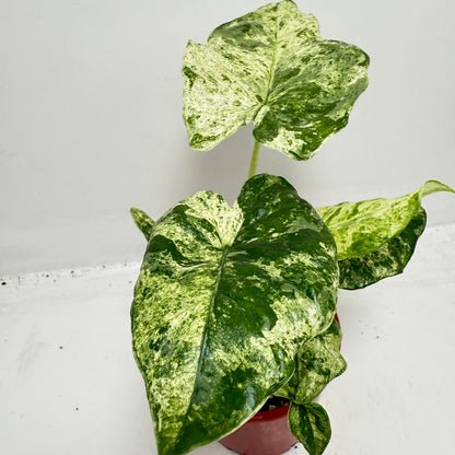 Alocasia Batik Variegated - 100mm