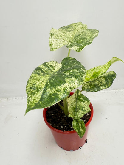 Alocasia Batik Variegated - 100mm