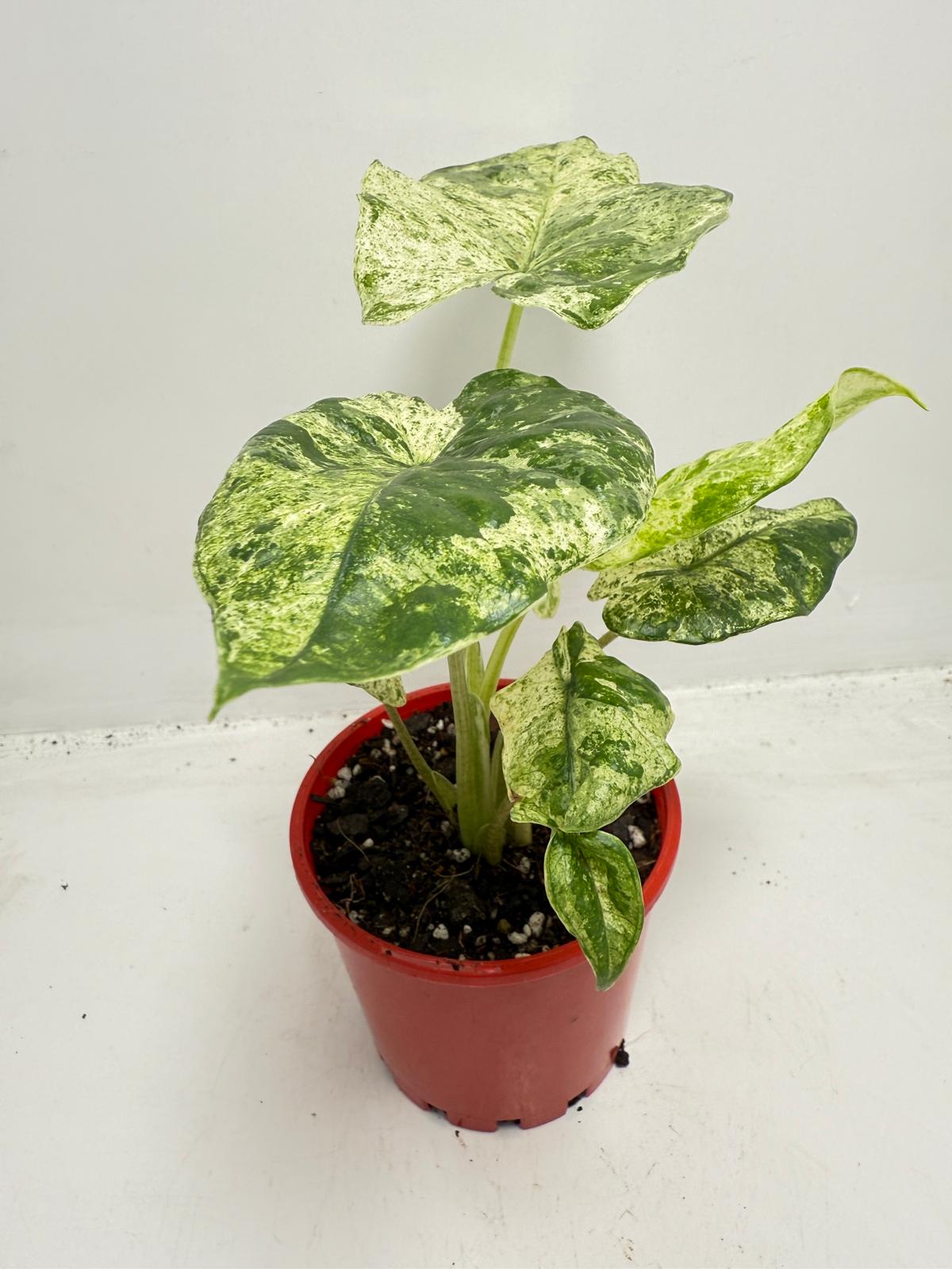 Alocasia Batik Variegated - 100mm