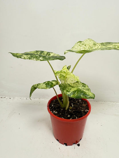 Alocasia Batik Variegated - 100mm