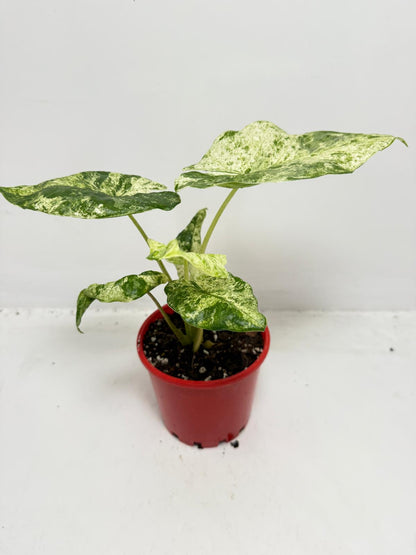 Alocasia Batik Variegated - 100mm