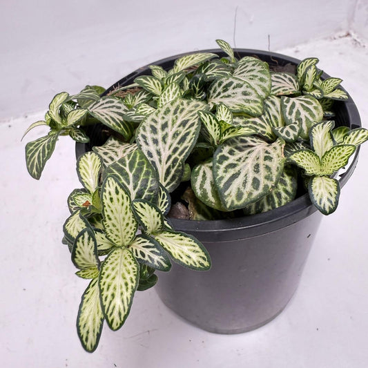Fittonia ‘White Anne’ – Perfect Terrarium Plant 100mm