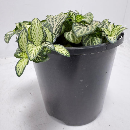 Fittonia ‘White Anne’ – Perfect Terrarium Plant 100mm