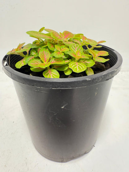 Fittonia Skeleton 100mm