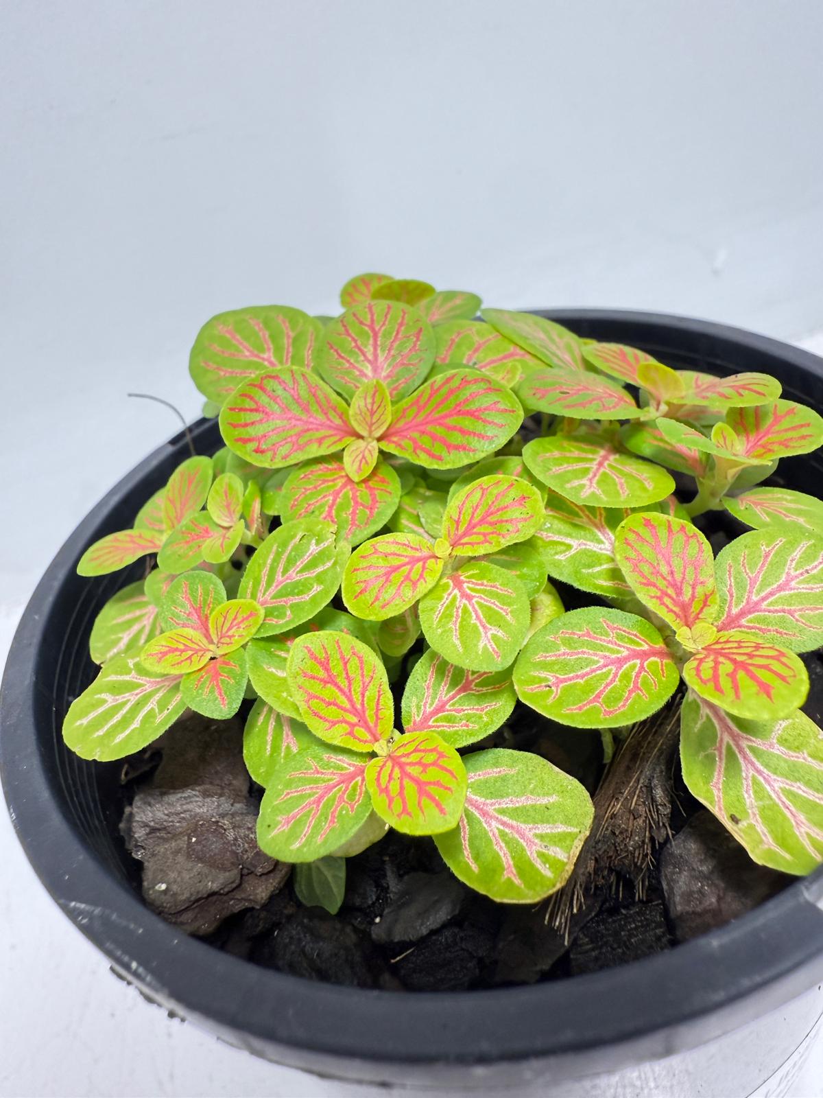 Fittonia Skeleton 100mm