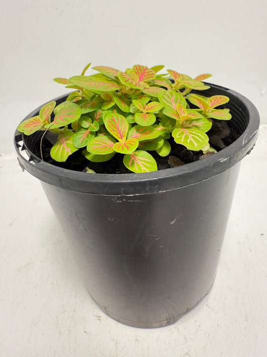 Fittonia Skeleton 100mm