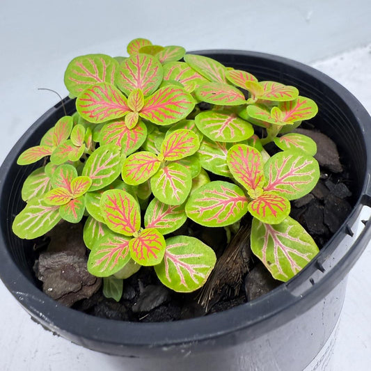 Fittonia Skeleton 100mm