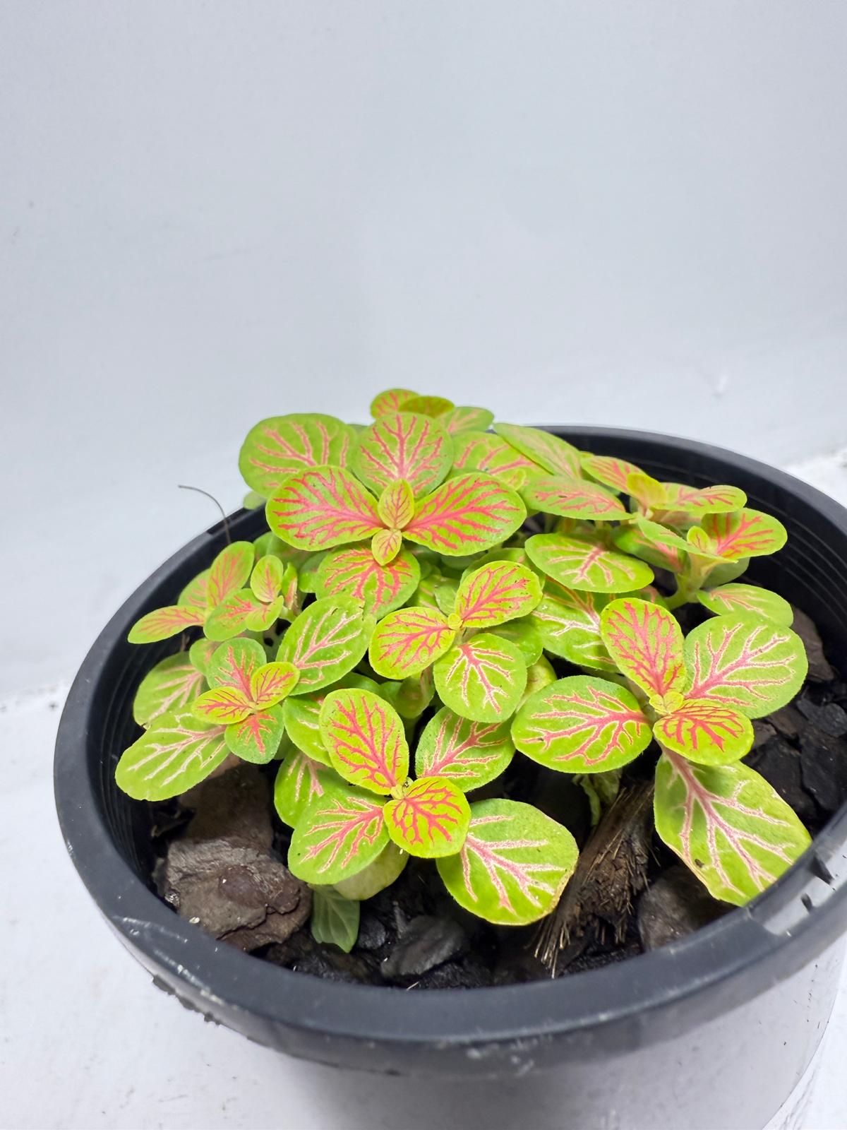 Fittonia Skeleton 100mm