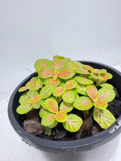 Fittonia Skeleton 100mm