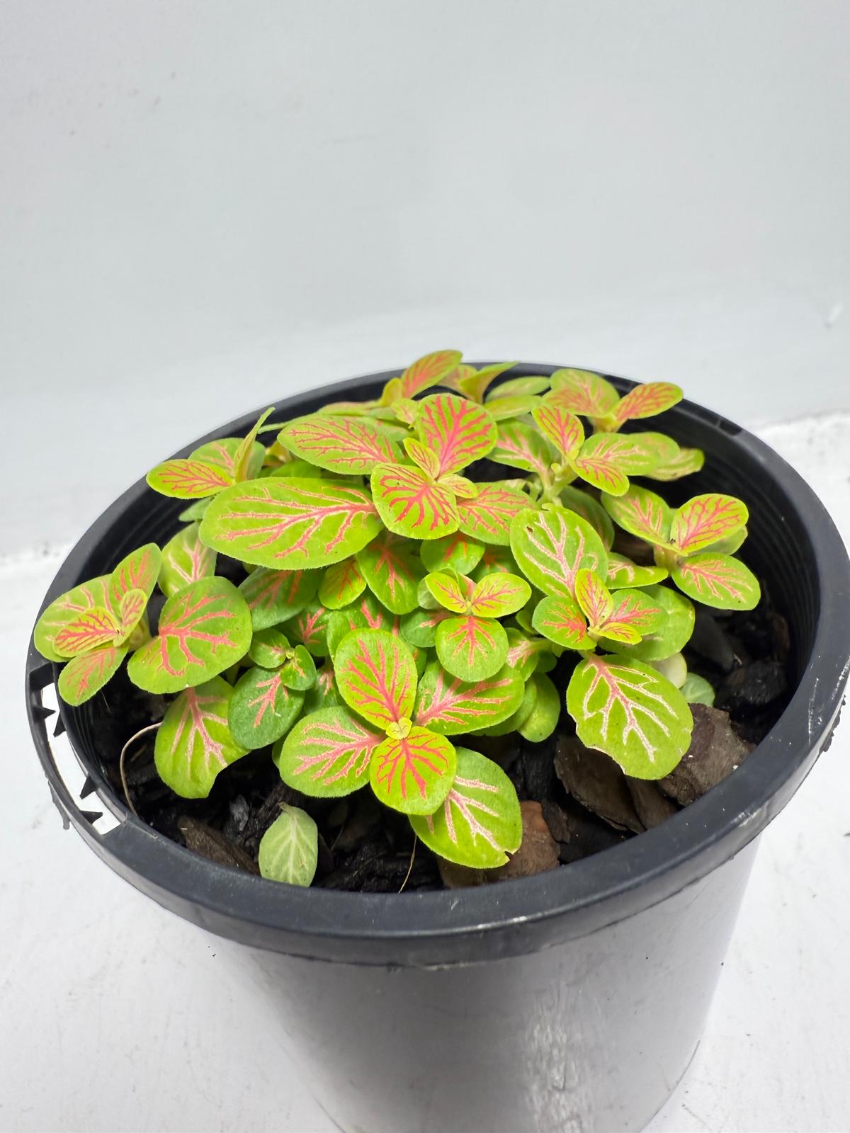 Fittonia Skeleton 100mm