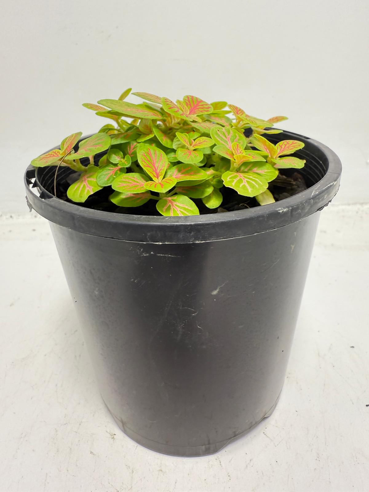 Fittonia Skeleton 100mm