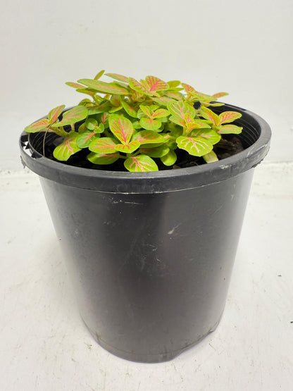 Fittonia Skeleton 100mm