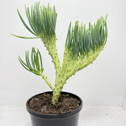 Mermaid Tail : Crested Senecio Talinoides - Narrow Leaf Chalk Stick #162