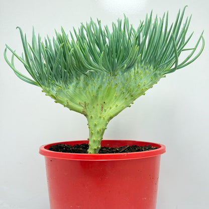 Mermaid Tail : Crested Senecio Talinoides - Narrow Leaf Chalk Stick #165