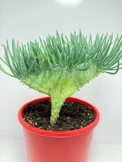 Mermaid Tail : Crested Senecio Talinoides - Narrow Leaf Chalk Stick #165