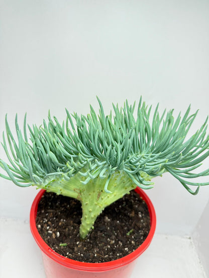 Mermaid Tail : Crested Senecio Talinoides - Narrow Leaf Chalk Stick #165