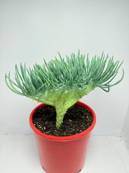 Mermaid Tail : Crested Senecio Talinoides - Narrow Leaf Chalk Stick #165