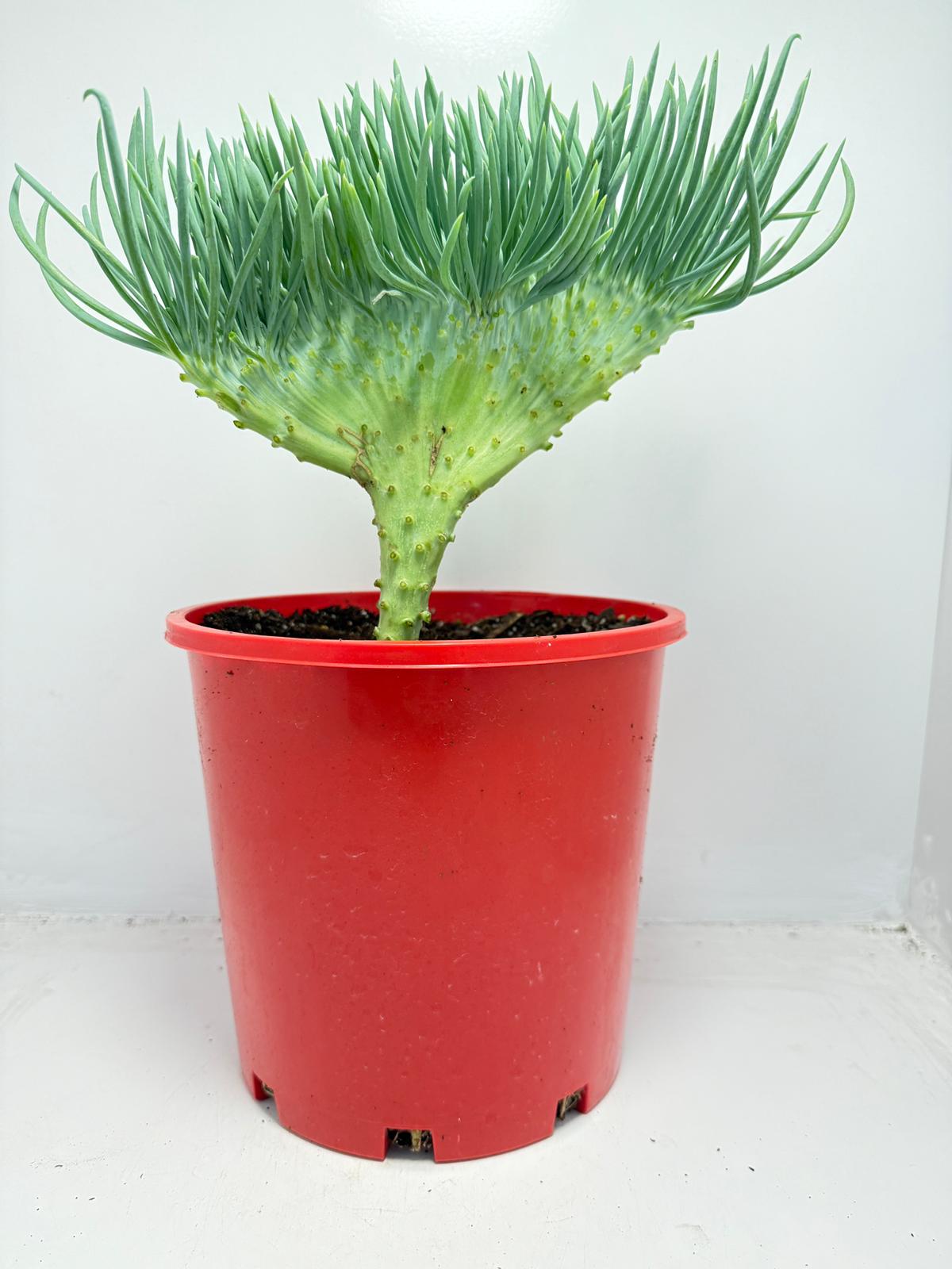 Mermaid Tail : Crested Senecio Talinoides - Narrow Leaf Chalk Stick #165