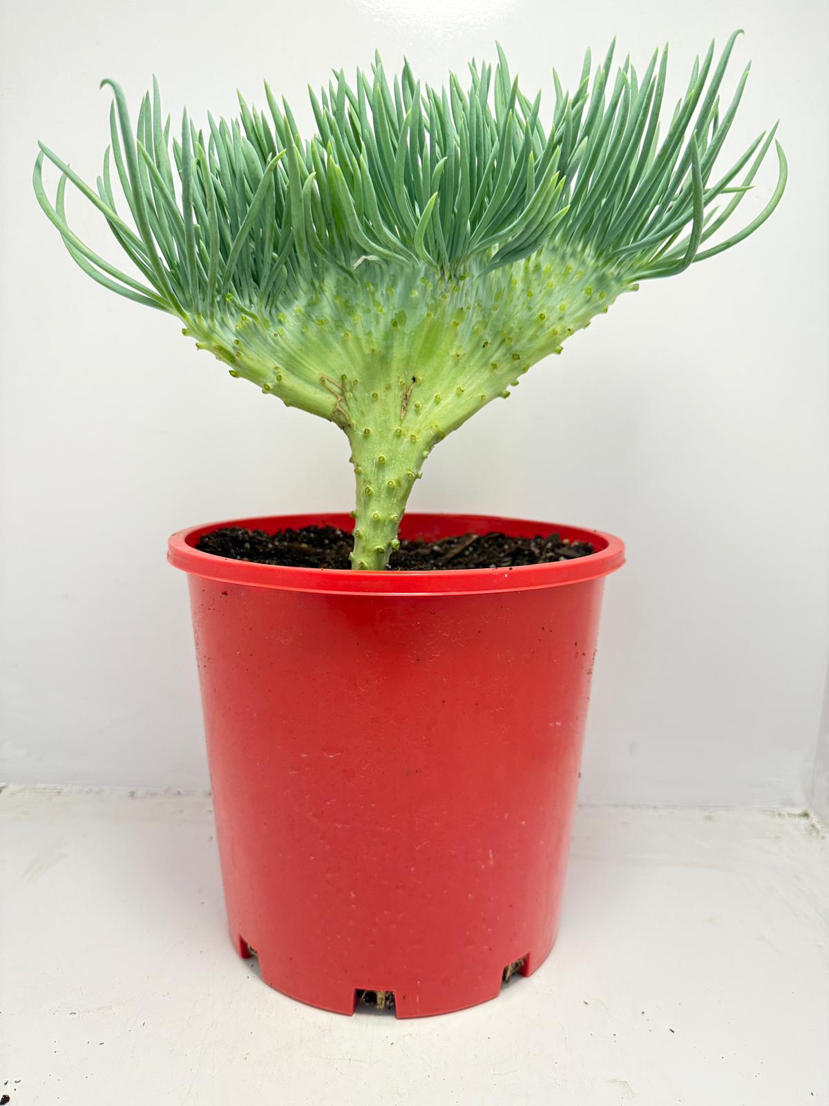 Mermaid Tail : Crested Senecio Talinoides - Narrow Leaf Chalk Stick #165