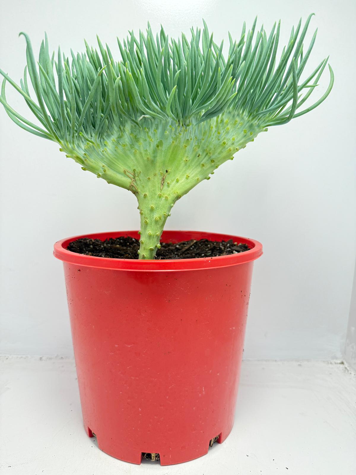 Mermaid Tail : Crested Senecio Talinoides - Narrow Leaf Chalk Stick #165