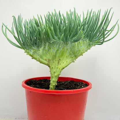 Mermaid Tail : Crested Senecio Talinoides - Narrow Leaf Chalk Stick #165