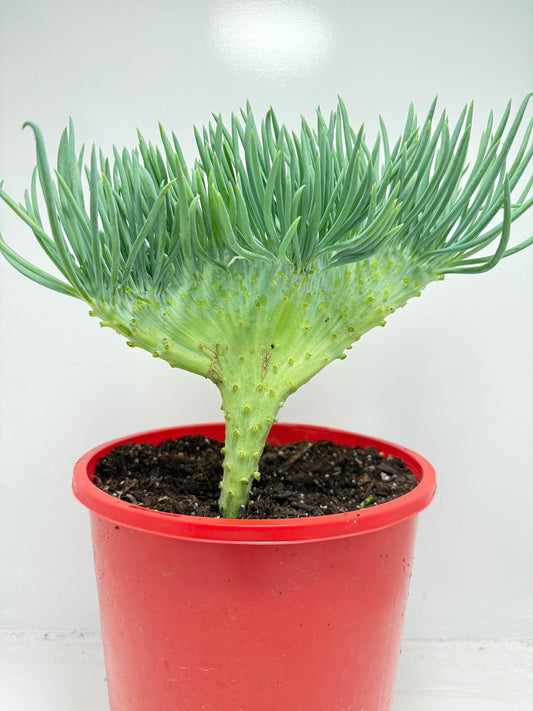 Mermaid Tail : Crested Senecio Talinoides - Narrow Leaf Chalk Stick #165