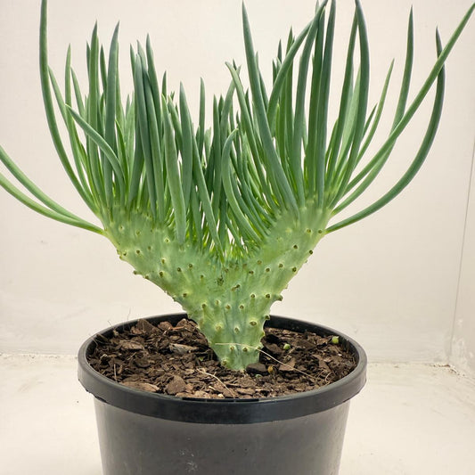 Mermaid Tail : Crested Senecio Talinoides - Narrow Leaf Chalk Stick #168