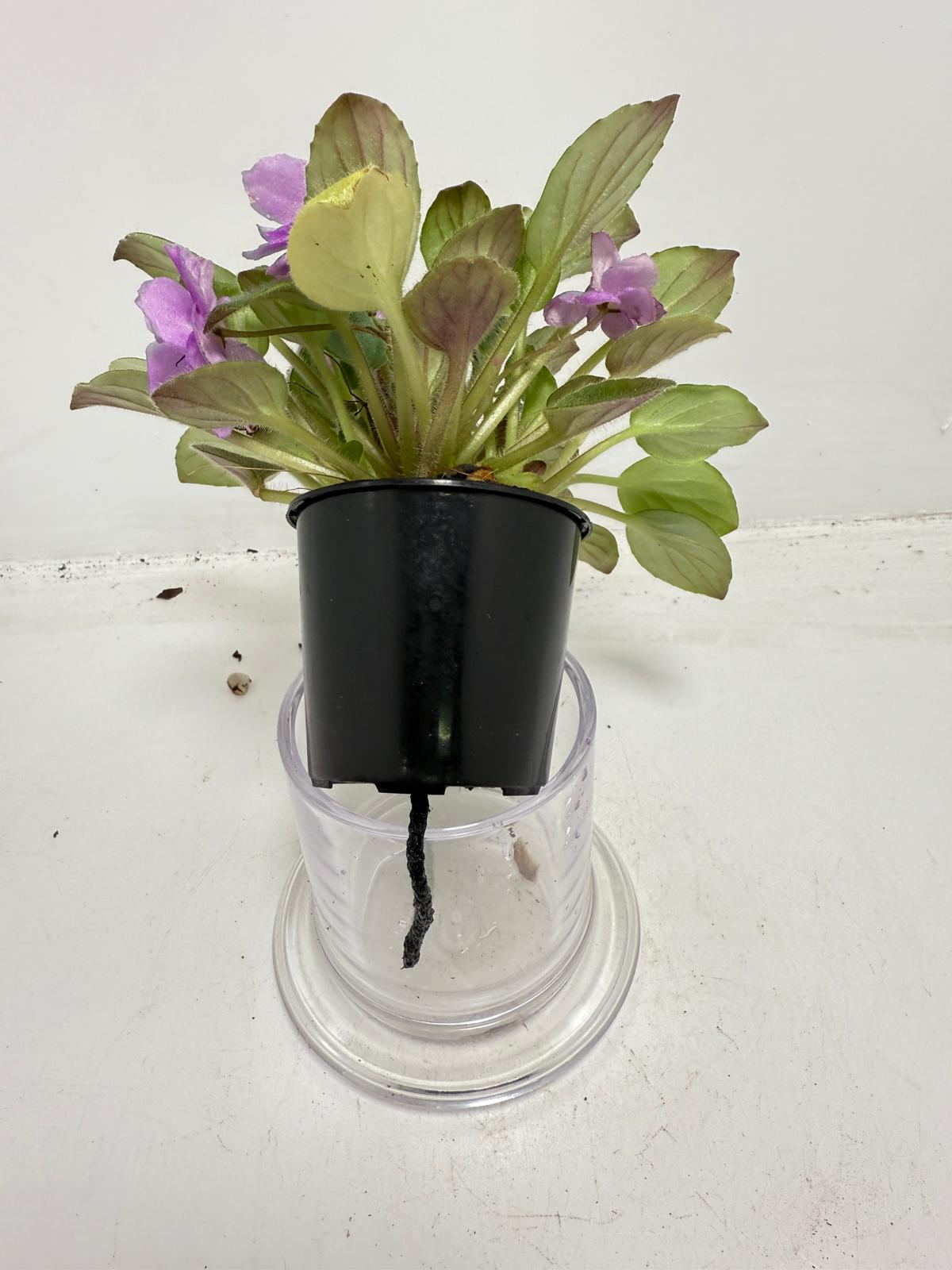 Miniature African Violet - child's Play Pink 50mm