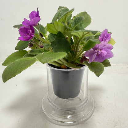 Miniature African Violet - child's Play Pink 50mm
