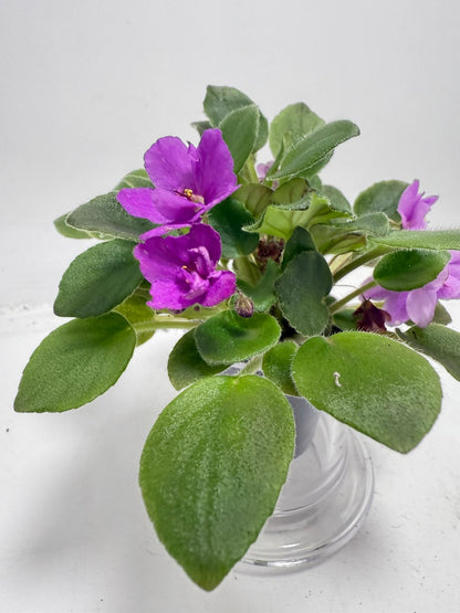 Miniature African Violet - child's Play Pink 50mm