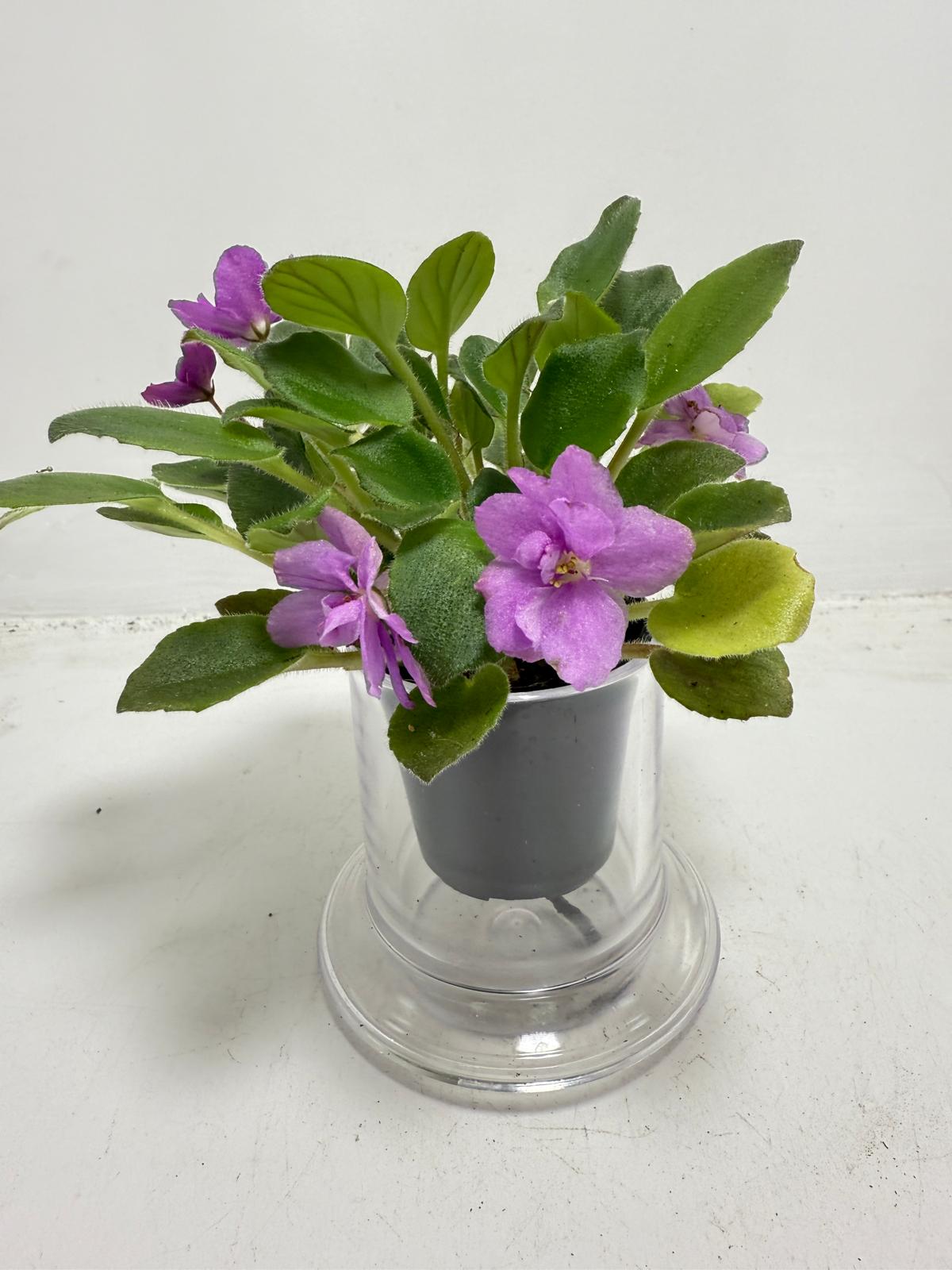 Miniature African Violet - child's Play Pink 50mm