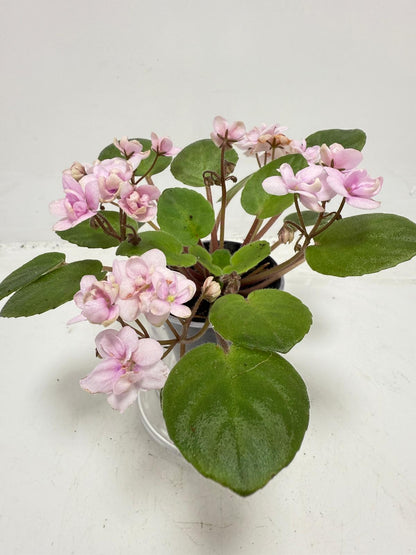 Miniature African Violet - Rose Quartz 50mm