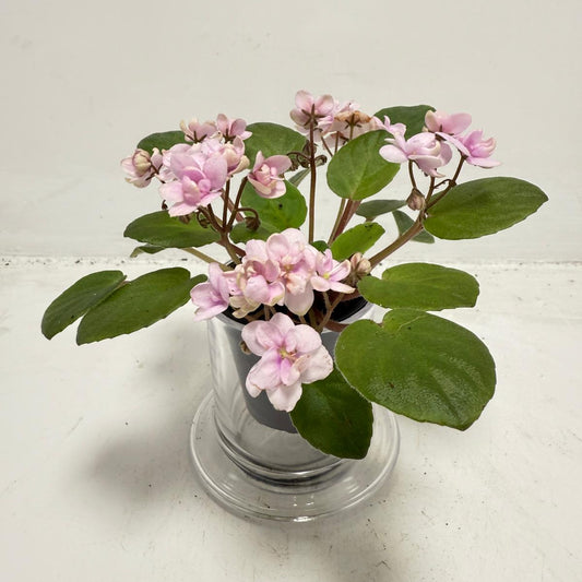 Miniature African Violet - Rose Quartz 50mm
