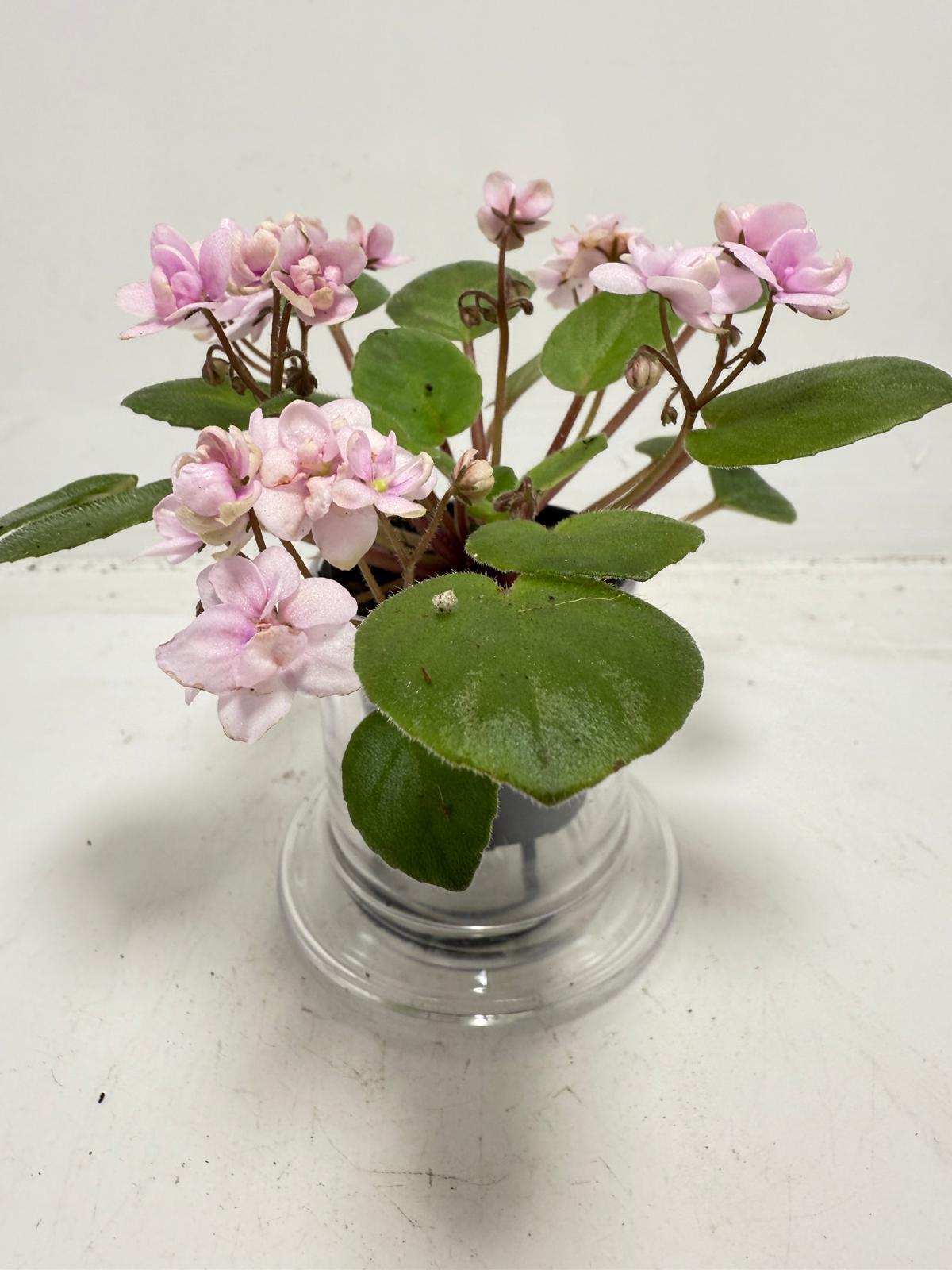 Miniature African Violet - Rose Quartz 50mm