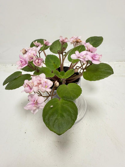 Miniature African Violet - Rose Quartz 50mm