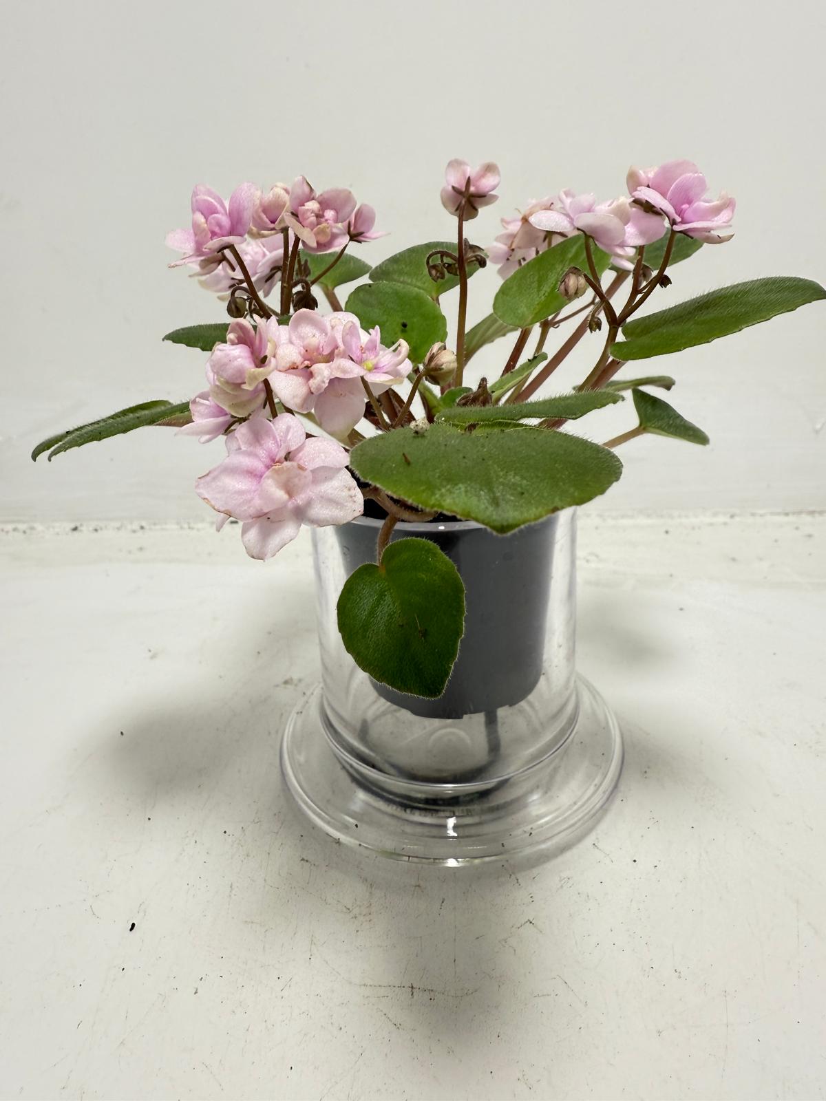 Miniature African Violet - Rose Quartz 50mm