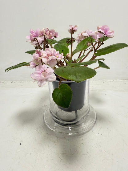 Miniature African Violet - Rose Quartz 50mm