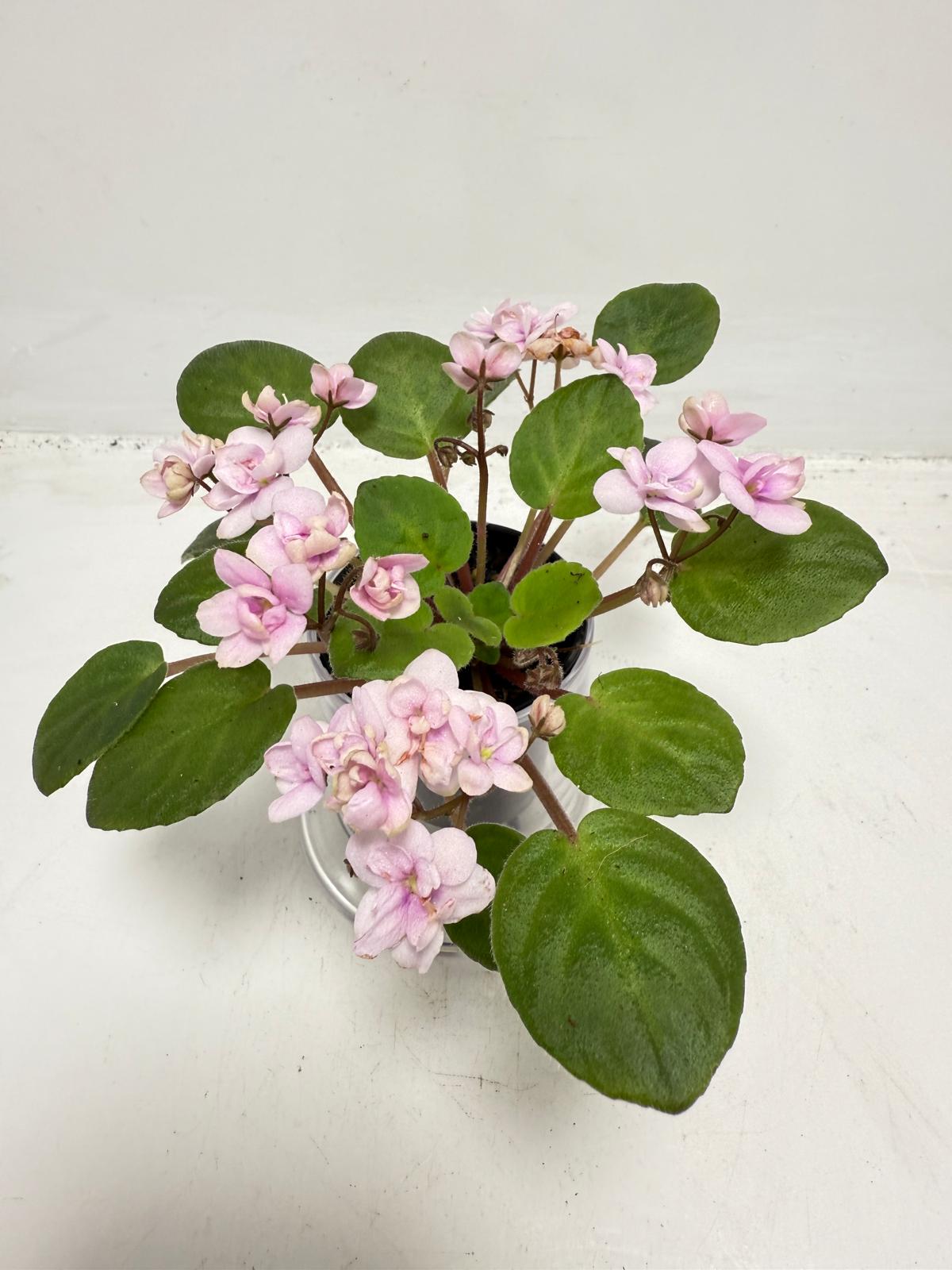 Miniature African Violet - Rose Quartz 50mm