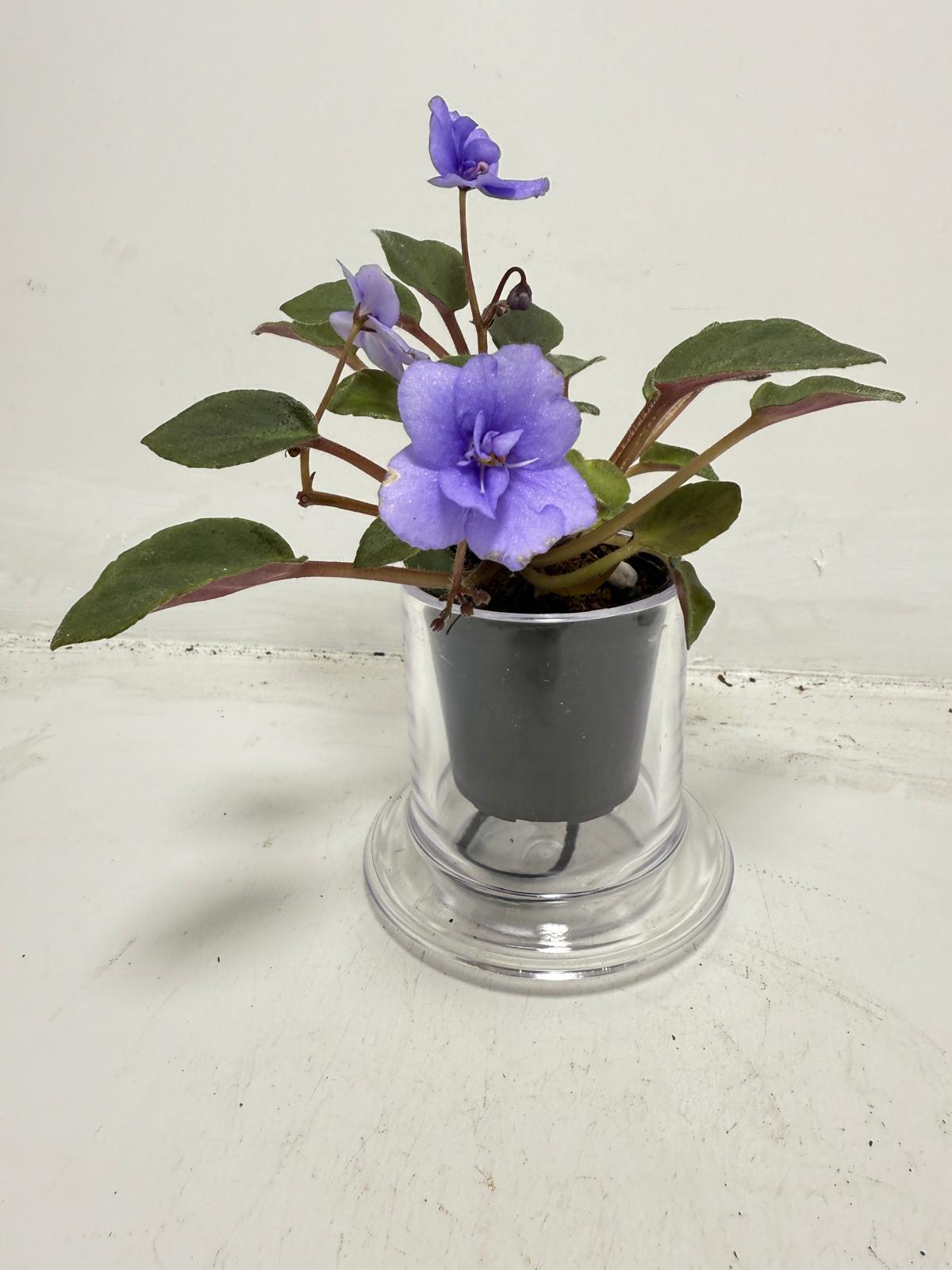 Miniature African Violet ‘Everdiana’  50mm